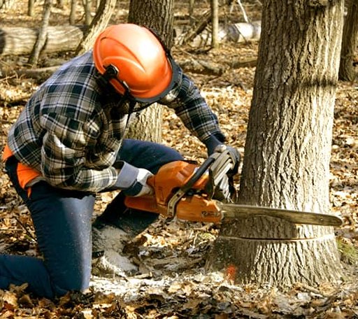 Tree Removal in Hysham, MT